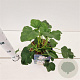 Lavatera 'Barnsley' GM 2,5L