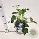 Lavatera 'Barnsley' GM 2,5L