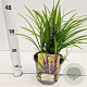 Liriope muscari 'Big Blue' 20-30 cm 2,0L/ES17