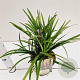 Liriope muscari 'Big Blue' 20-30 cm 2,0L/ES17