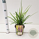 Liriope muscari 'Big Blue' 20-30 cm 2,0L/ES17