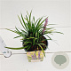 Liriope muscari 'Moneymaker' 20-25 cm 2,0L