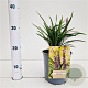 Liriope muscari 'Moneymaker' 20-25 cm 2,0L