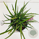 Liriope muscari 'Moneymaker' 20-25 cm 2,0L