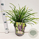 Liriope muscari 'Royal Purple' 20-25 cm 2,0L