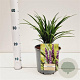 Liriope muscari 'Royal Purple' 20-25 cm 2,0L