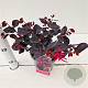 Loropetalum c. Black Pearl 20-30 cm C1.5