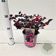 Loropetalum c. Black Pearl 20-30 cm C1.5
