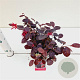 Loropetalum c. Black Pearl 20-30 cm C1.5