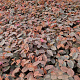 Loropetalum c. 'Fire Dance' 25-30 cm C1.5