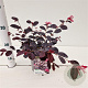 Loropetalum c. Rouge de la Majorie 20-30 cm C1.5
