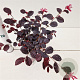 Loropetalum c. Rouge de la Majorie 20-30 cm C1.5
