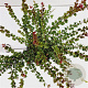 Lonicera nit. 'Red Tips' 20-30 cm C1.5