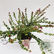 Lonicera nit. 'Red Tips' 20-30 cm C1.5