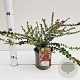 Lonicera nit. 'Red Tips' 20-30 cm C1.5