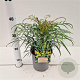 Mahonia eurybracteata 'Soft Caress' 15-20 cm 2,5L