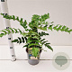 Mahonia media 'Winter Sun' 25-30 cm 2,5L