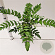 Mahonia media 'Winter Sun' 25-30 cm 2,5L