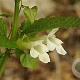 Melittis m. 'Alba' GM P9