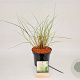 Miscanthus sin. 'Gracillimus' 40-50 cm 3,0L
