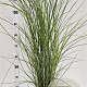 Miscanthus sin. 'Gracillimus' 60-80 cm 4,0L