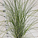 Miscanthus sin. 'Gracillimus' 60-80 cm 4,0L