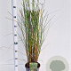 Miscanthus sin. 'Gracillimus' 60-80 cm 4,0L