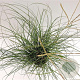 Miscanthus sin. 'Yaku Jima' 30-40 cm 4,0L