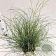 Miscanthus sin. 'Yaku Jima' 30-40 cm 4,0L