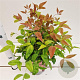 Nandina d. 'Aka' 25-30 cm 2,5L