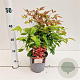 Nandina d. 'Aka' 25-30 cm 2,5L