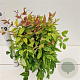Nandina d. 'Aka' 25-30 cm 2,5L