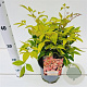 Nandina d. 'Firepower' 20-30 cm 2,5L