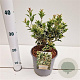 Osmanthus heter. 'Variegatus' 20-30 cm 2,5L