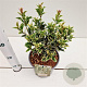 Osmanthus heter. 'Variegatus' 20-30 cm 2,5L