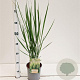 Panicum virgatum 'Northwind' 60-80 cm 2,5L