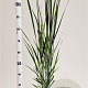 Panicum virgatum 'Northwind' 60-80 cm 2,5L