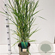 Panicum virgatum 'Prairie Sky' 60-80 cm 4,0L
