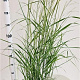 Panicum virgatum 'Prairie Sky' 60-80 cm 4,0L