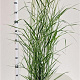 Panicum virgatum 'Prairie Sky' 60-80 cm 4,0L