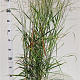 Panicum virgatum 'Rehbraun' 40-60 cm 4,0L
