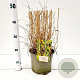 Panicum virgatum 'Rehbraun' 40-60 cm 4,0L