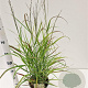 Panicum virgatum 'Rehbraun' 40-60 cm 4,0L