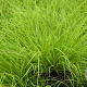 Pennisetum al. 'JS Jommenik' GM P9
