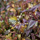 Persicaria micr. 'Silver Dragon' GM P9