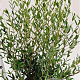 Phillyrea angustifolia 60-80 cm 7,5L