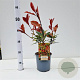 Photinia fraseri 'Robusta Compacta' 30-40 cm 2,5L
