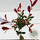 Photinia fraseri 'Robusta Compacta' 30-40 cm 2,5L