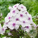 Phlox (P) Famous White Eye GM P9