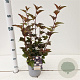 Physocarpus opulif. 'Diabolo' 30-40 cm 2,5L